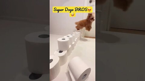 Super Dogo BROS special edition 🤩 #petfunnyanimals #funnyshorts #trending #funnypets