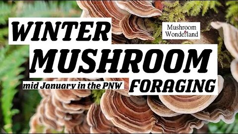 WINTER MUSHROOM FORAGING- mid January mushroom identification in the Pacific Northwest