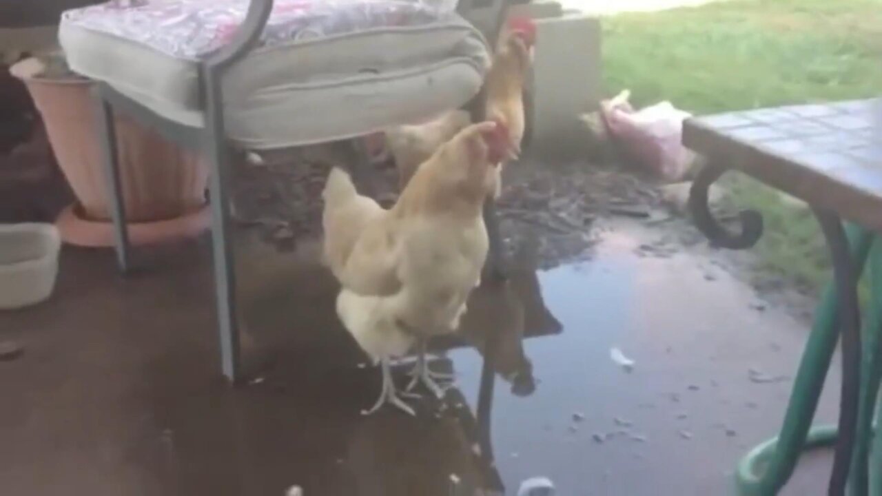 The Cackling Commie!