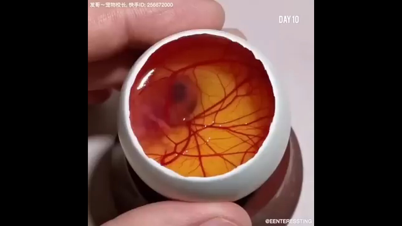 see how a chick grows from an egg 🥚