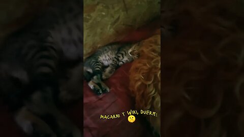 Macarni y Wiki, duermen!