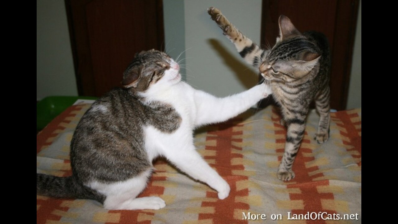Fastest cat slap ever , angry cat vs cat