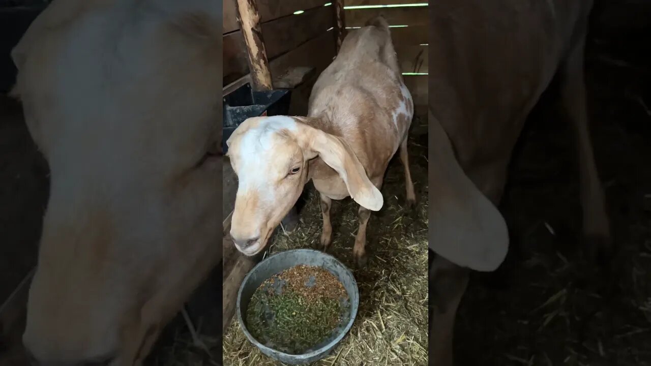 Triplet Nubian Goats