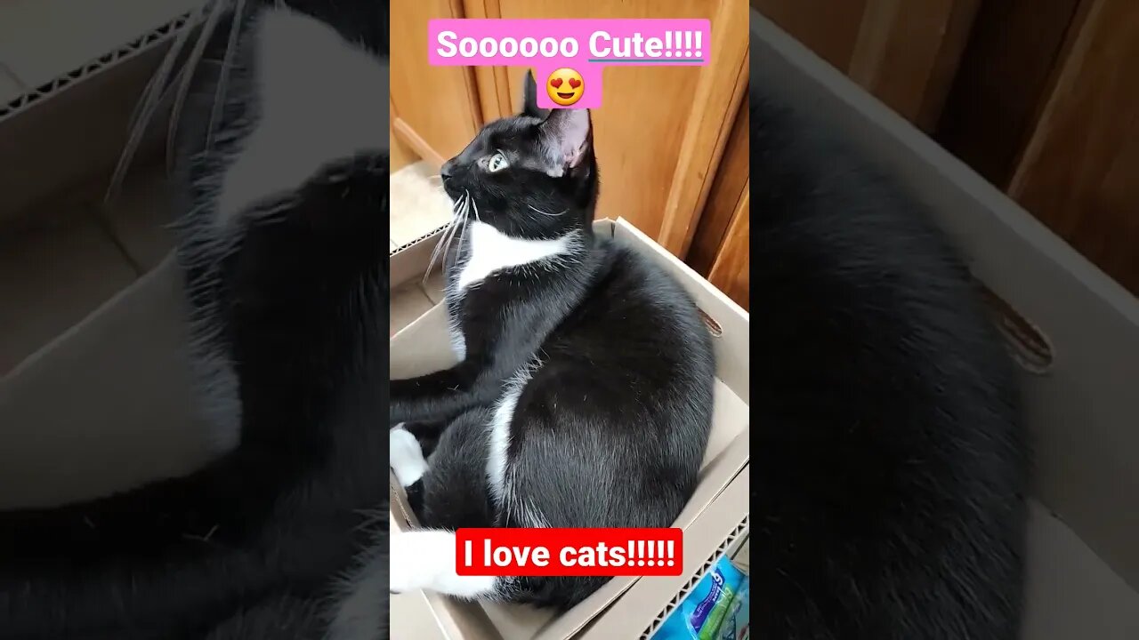 #cats #pets #cutecat