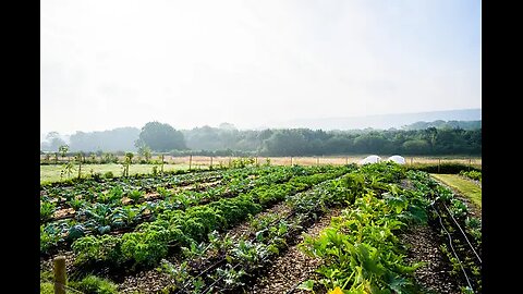 Planting reused watermelon seeds