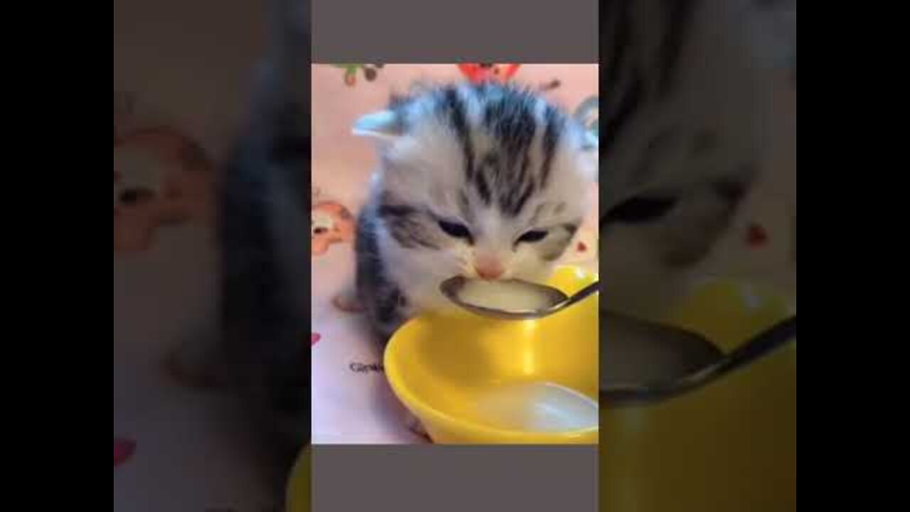 Cute Baby cats funny video 2022