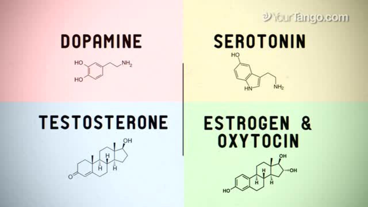 What Role Does Biology Play In Attraction?