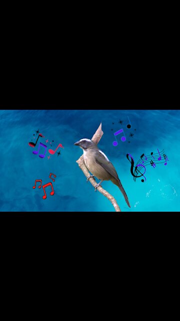 Iron cracking bird singing in hand!♾