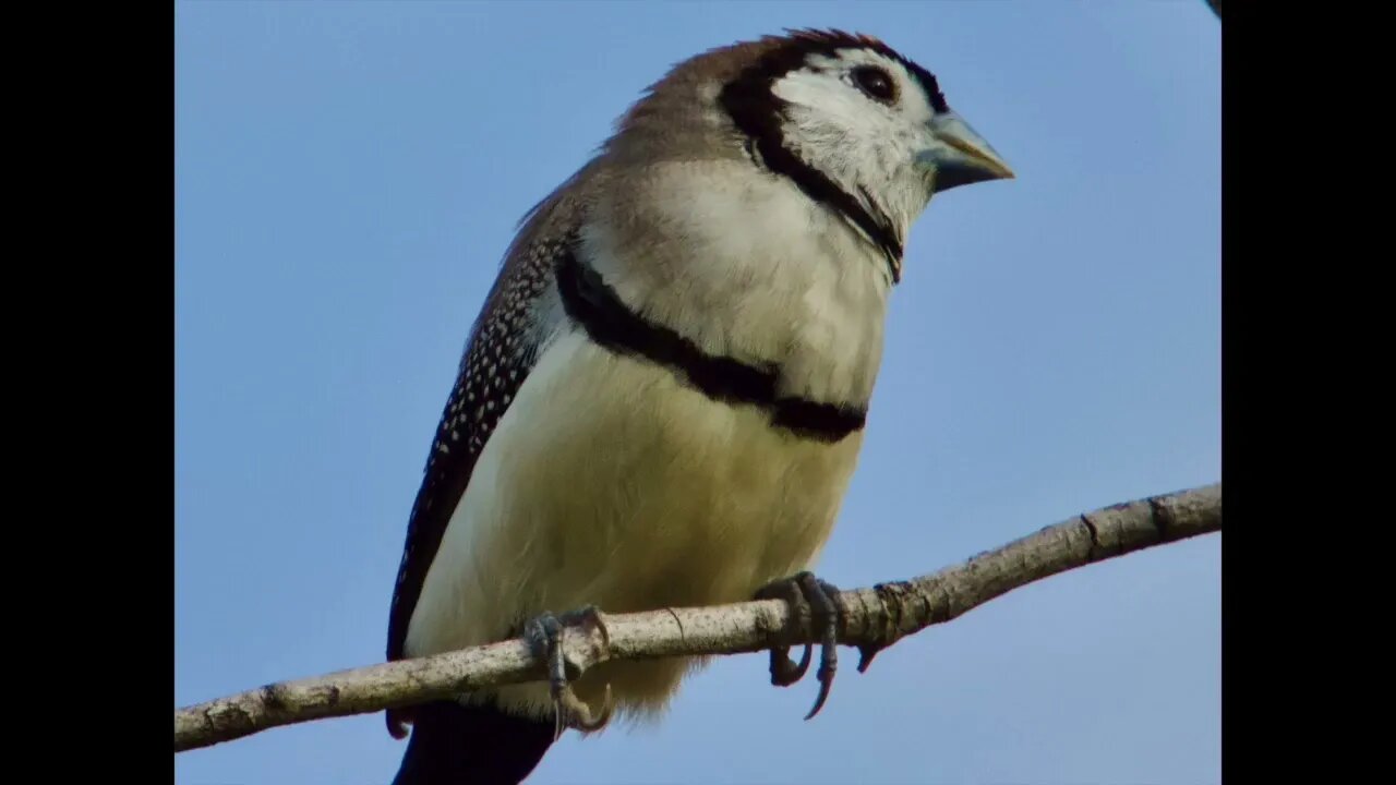 Finches and Fly Catchers Tumbling Waters 20230117