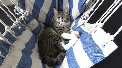 The Cat Relaxes in His Swing Chair