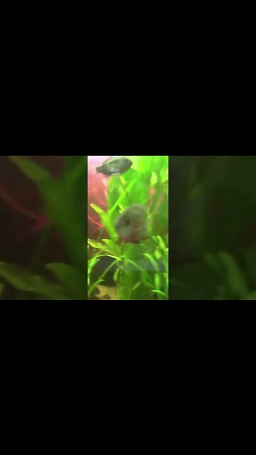 MONSTER TANK #shorts