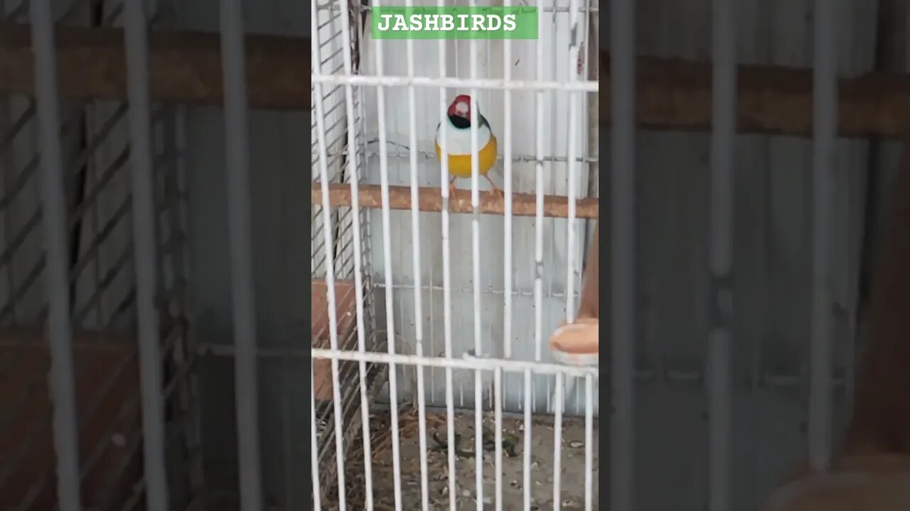 Fawn Java Finches