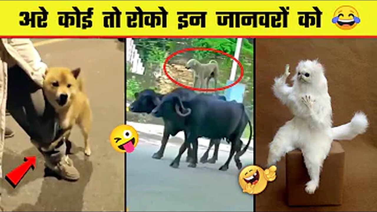 funny animals moments ! funny cats videos ! cute cats video ! animals fails in 2023.