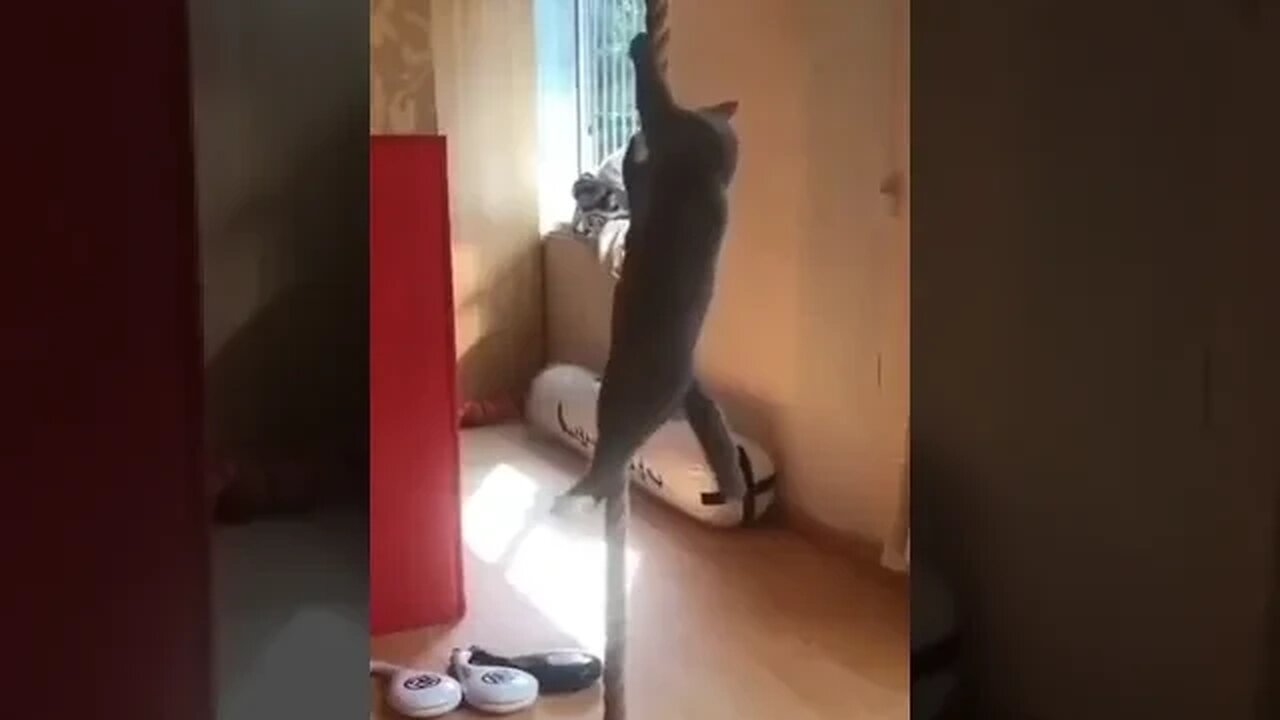 CAT VIDEO