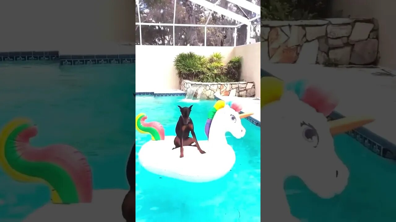 Doberman Loves Her Pool Float @OneRepublic #summerloadingwithyoutube #shorts #onerepublic #runaway