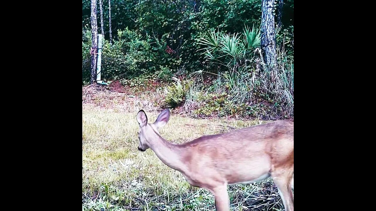 deer eating