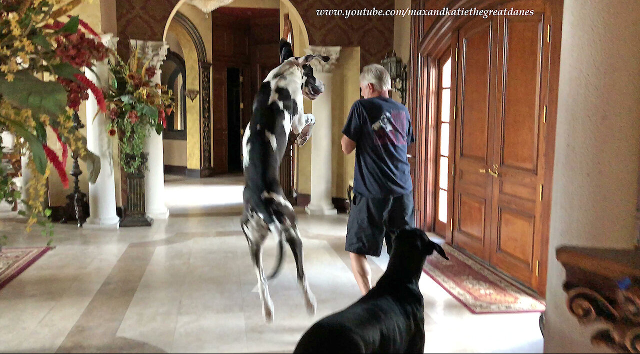 Bouncing Great Danes Get So Excited To Put Their Jewelry On For A Car Ride