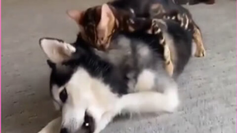 Kitten wanting to play with his canine brother