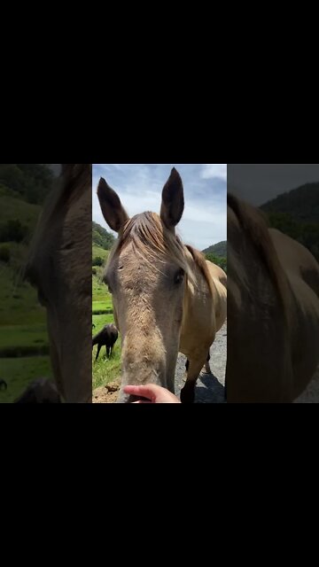 Arthur the Rescue Horse Says Merry Christmas