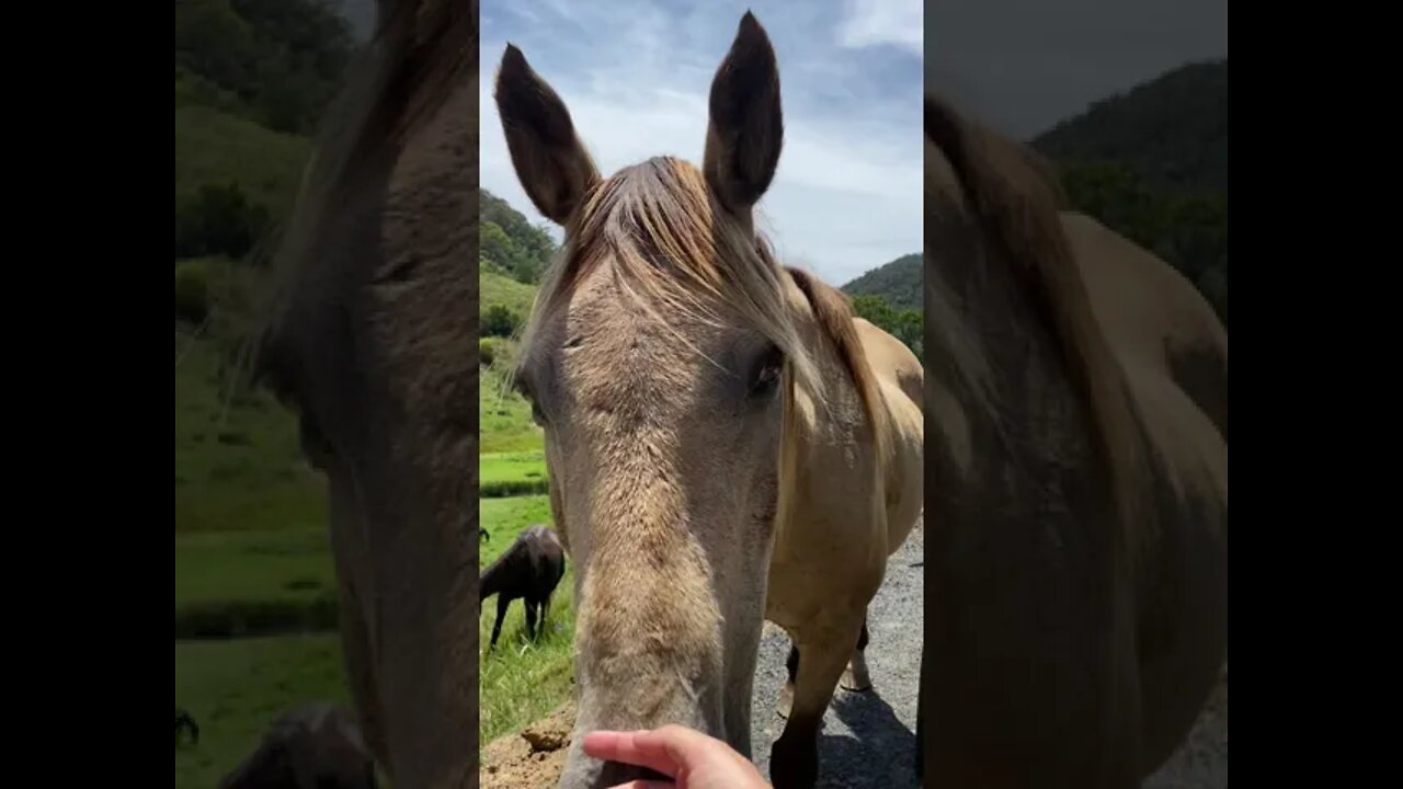 Arthur the Rescue Horse Says Merry Christmas