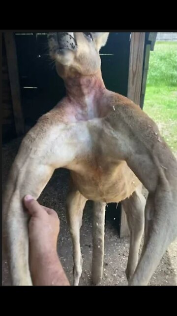 Wow Everything’s bigger in Texas... including Kangaroos 😂