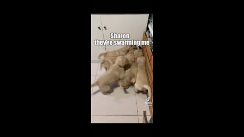 Puppies say hello