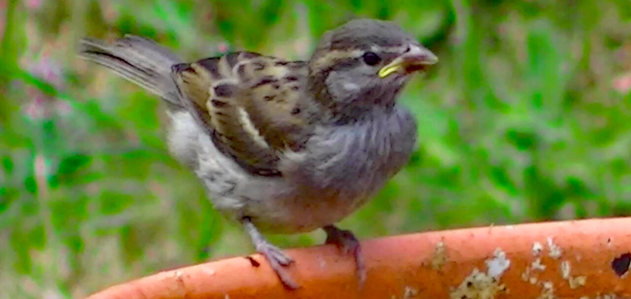 IECV NV #416 - 👀 House Sparrows Drinking Water🐤 7-13-2017