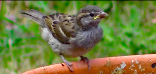 IECV NV #416 - 👀 House Sparrows Drinking Water🐤 7-13-2017