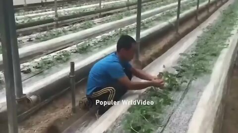 This is how China produces 100 million watermelons Watermelon production 5