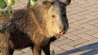 Javelina visit our casita and back yard 11132020