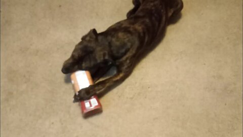 Our Doggy Chasing and Chewing Fairlife Chocolate Milk Container