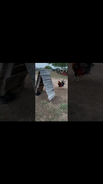 Walk thru @ LivingWaterFarms247