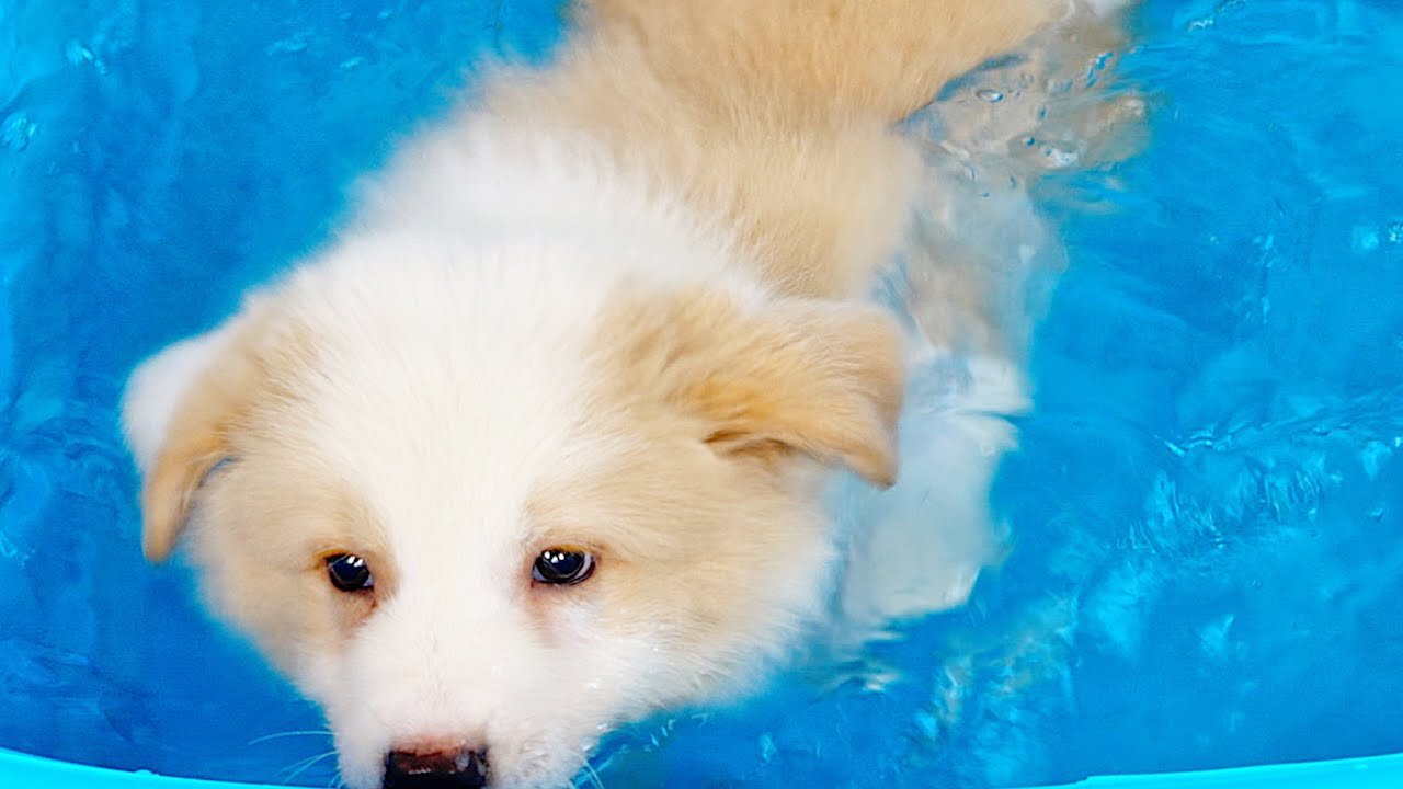 Puppies Learn to Dive During their First Bath