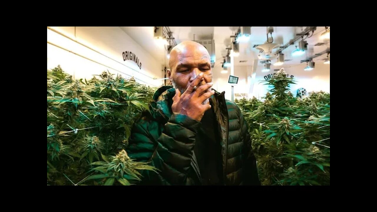 Mike Tyson Explains How Cannabis And Psychedelic Drugs Have Completely Changed His Life!