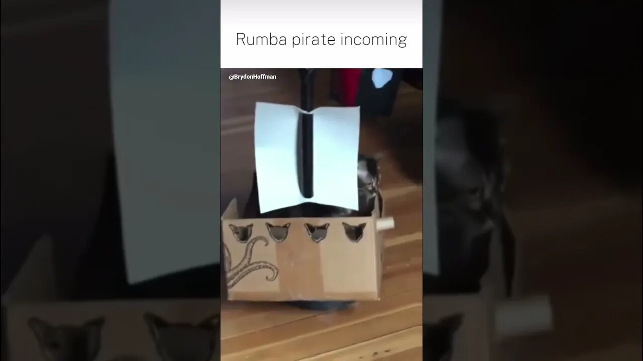 Funny Cat Meme 😂 pt.22 #shorts