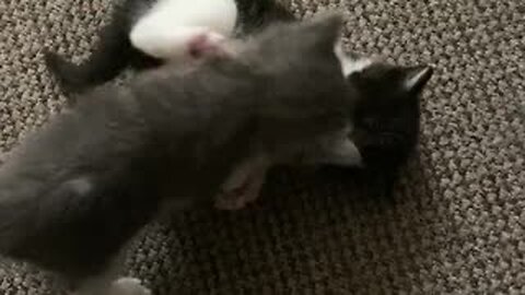 Kitten Game