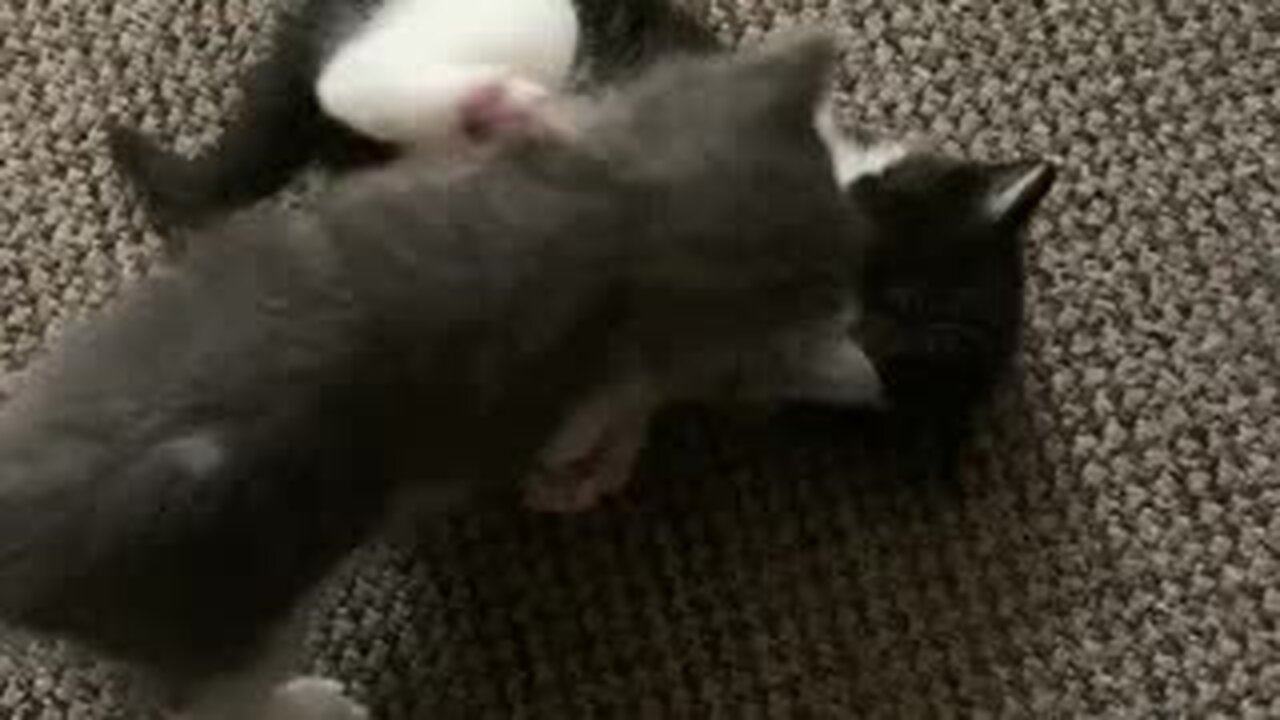 Kitten Game