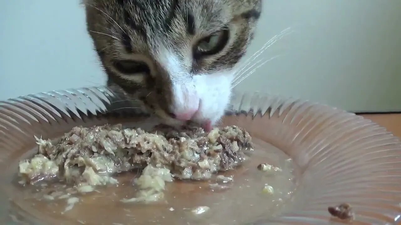 Cute Little Cat Eats on the Table Not at the Table