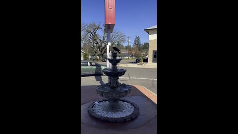 Crow on fountain