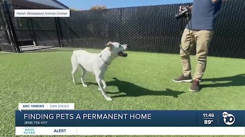 Pet of the Week: Empanada