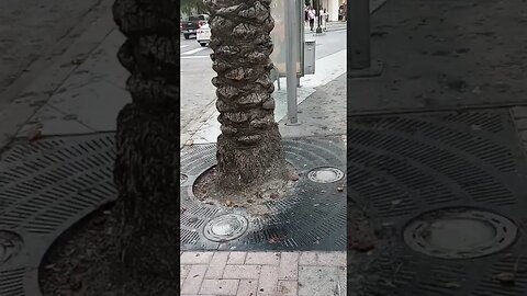 #gangstalking perp walk 10/29/2023 Pt. 2