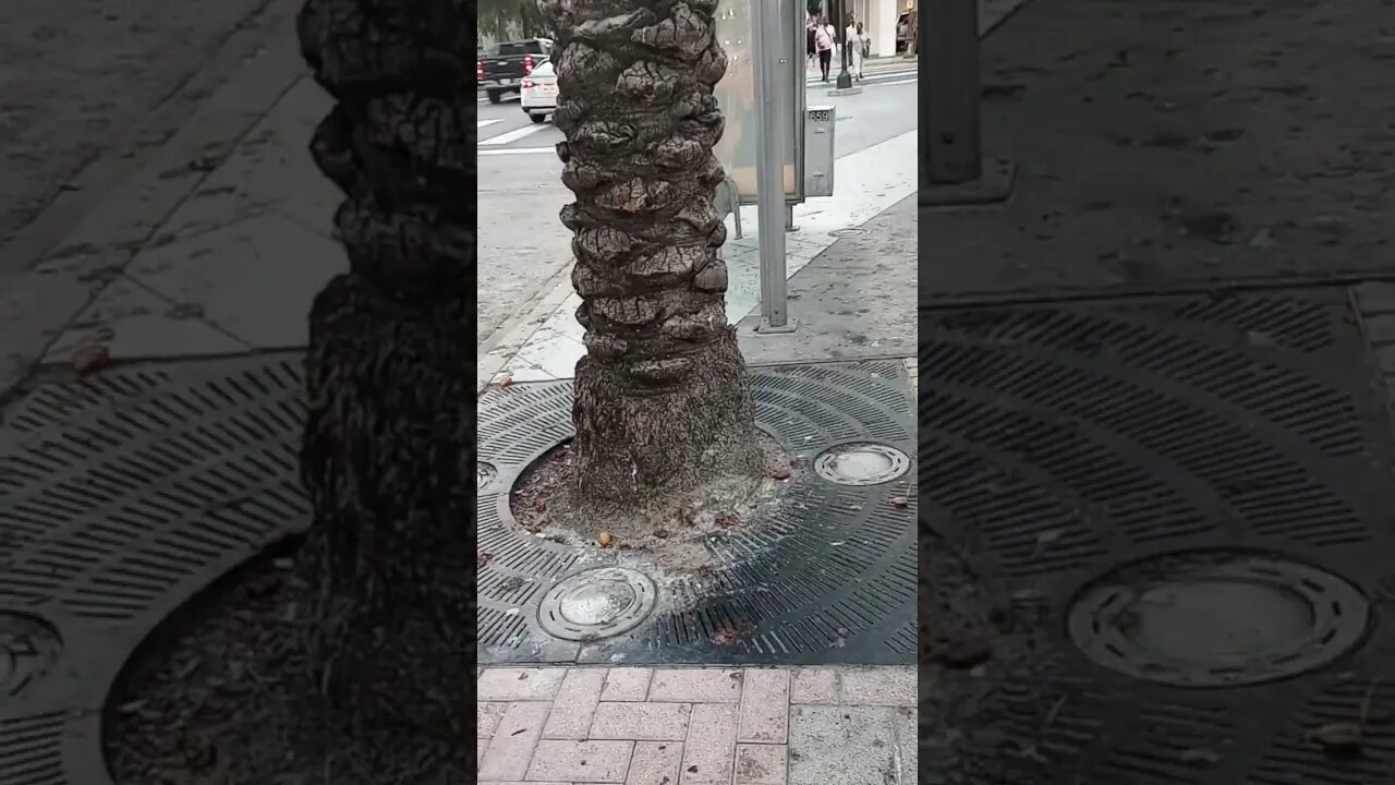 #gangstalking perp walk 10/29/2023 Pt. 2