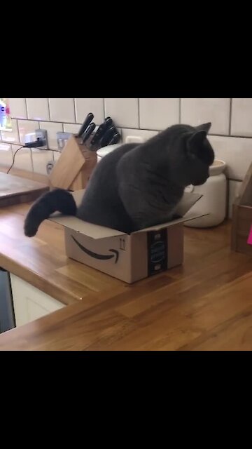 Fluffy Kitty Can't Fit Inside Empty Box