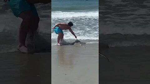 #shorts Fisherman Caught A Stingray! (Part 2)