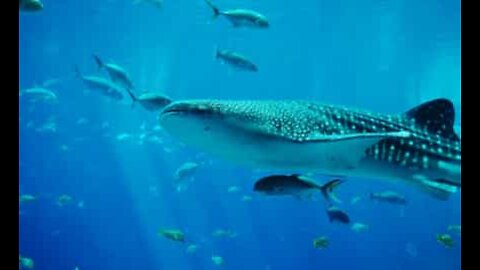 Whale shark, the completely harmless giant of the sea