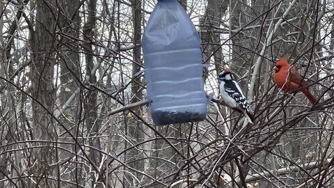 Feeder action. No respect for the Cardinal