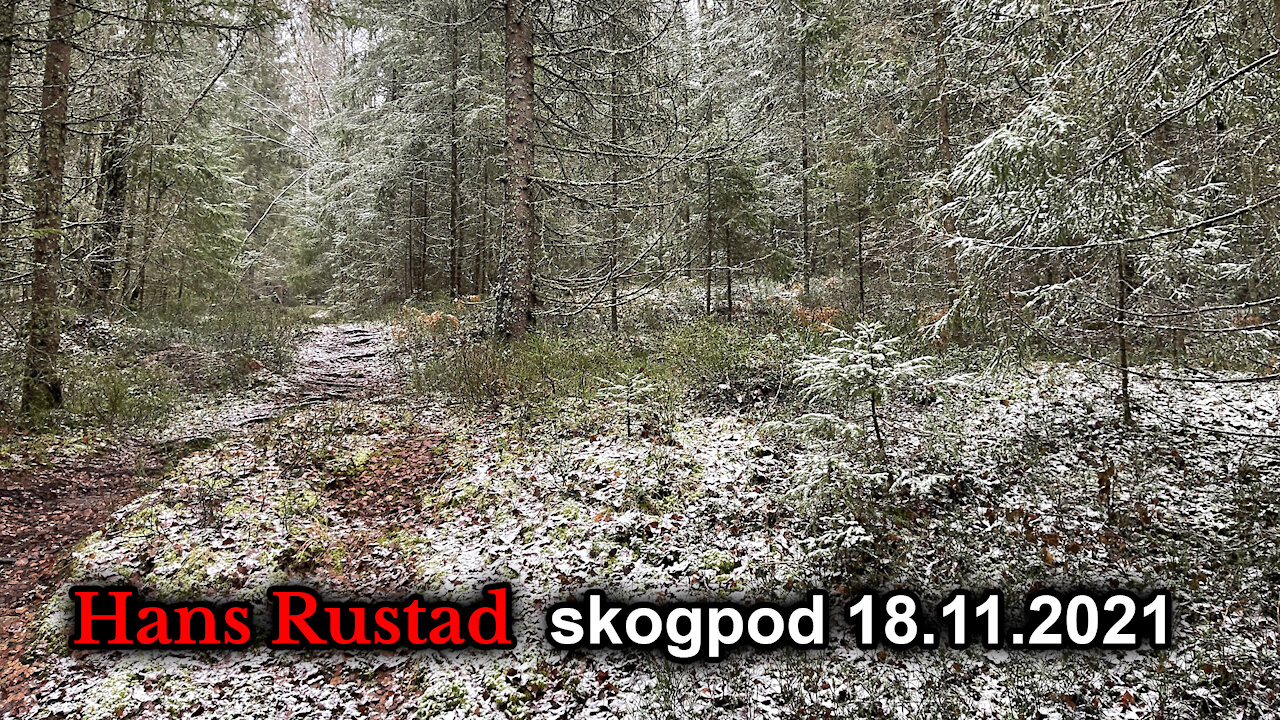 Skogpod 18. november, 2021: Sneens trylleri