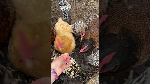 Snacking Sunday! One of these ladies will swipe the straw... any guesses on who?