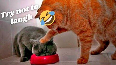 💗Amazing and funny pets | Try not to laugh at these pets