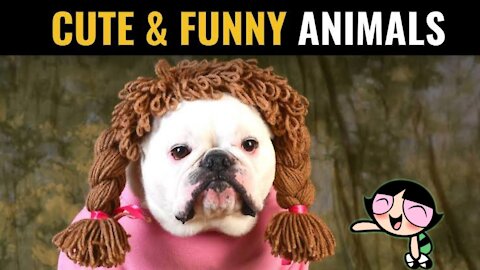 CUTE & FUNNY ANIMAL COMPILATION - DONT MISS IT